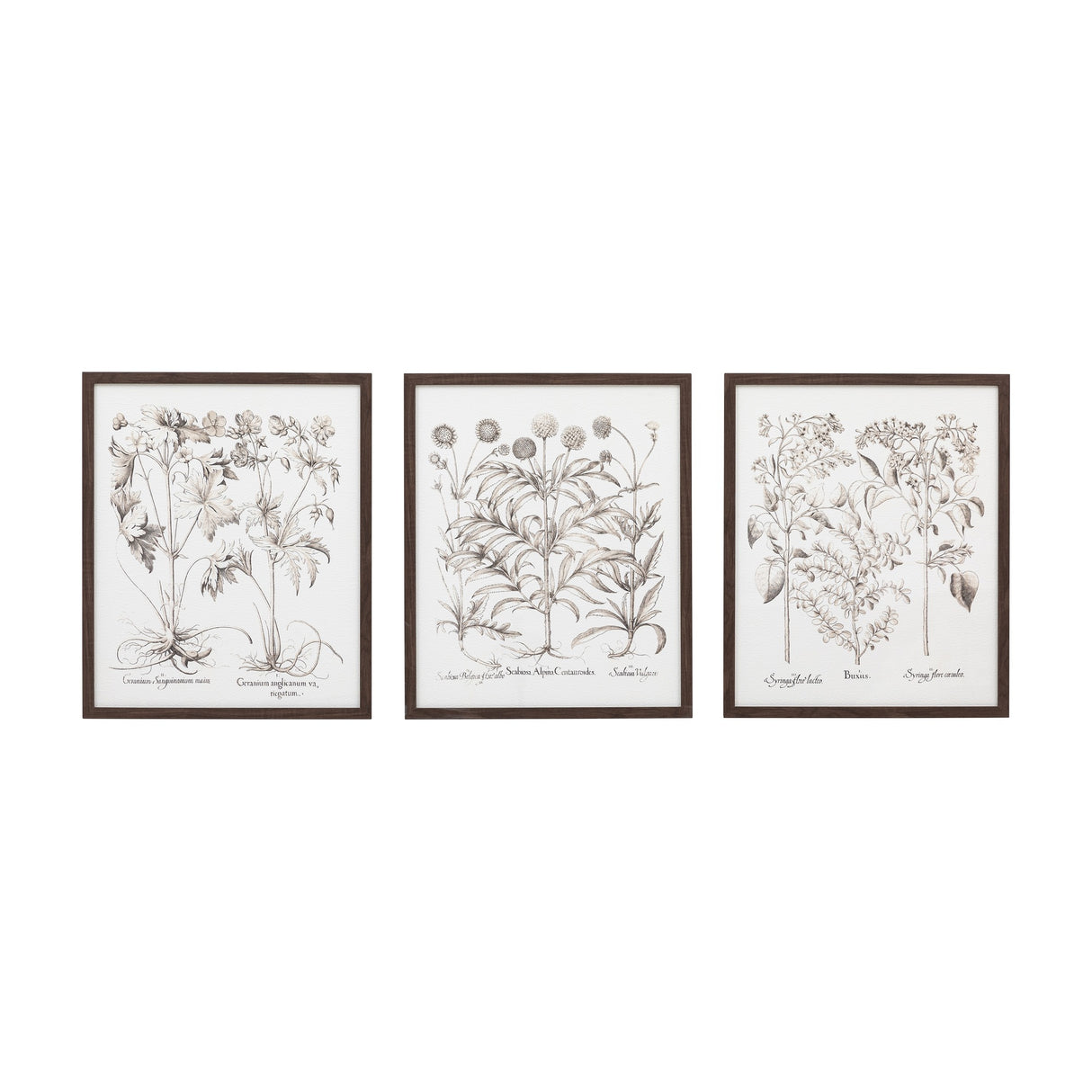 Evergreen Botanical Framed Art Set of 3 – Sepia