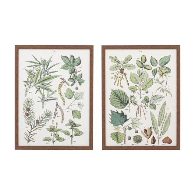 Foliage Study Framed Botanical Prints – Green