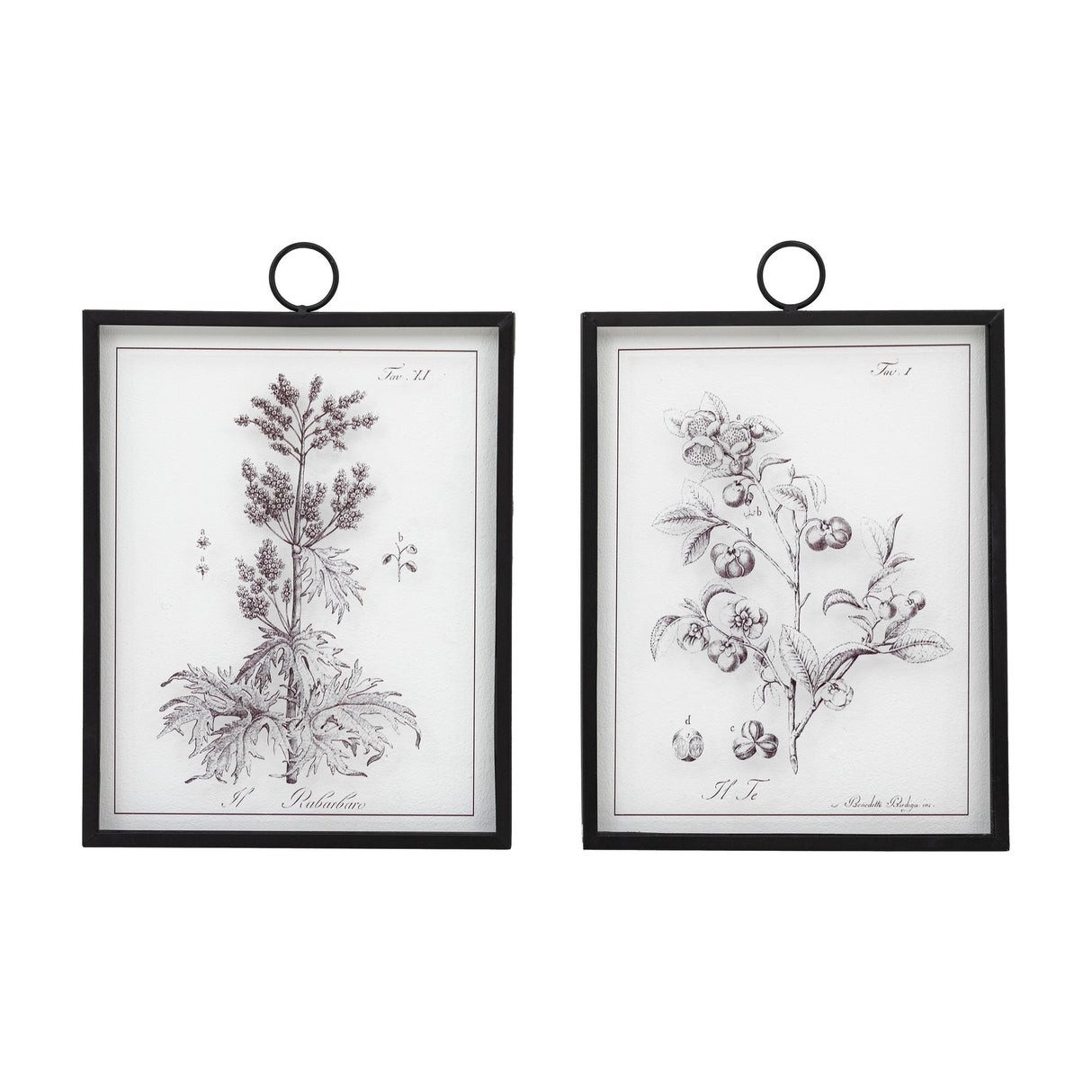 Petiole Botanical Framed Art Set of 2 – Sepia