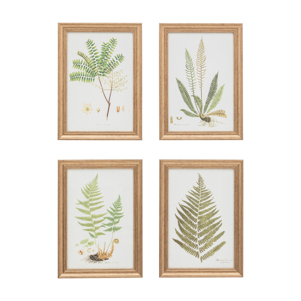 Assorted Ferns Framed Botanical Art Set of 4 – Green