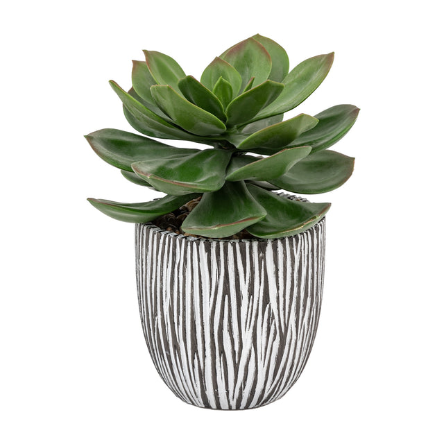 Artificial Potted Succulent in Ribbed Ceramic Pot – Green