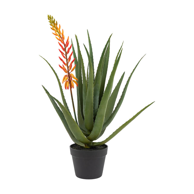 Aloe Potted Plant with Orange Flower – Green