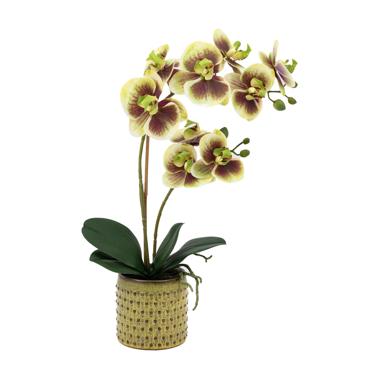 Artificial Orchid in Dotted Ceramic Pot – Green