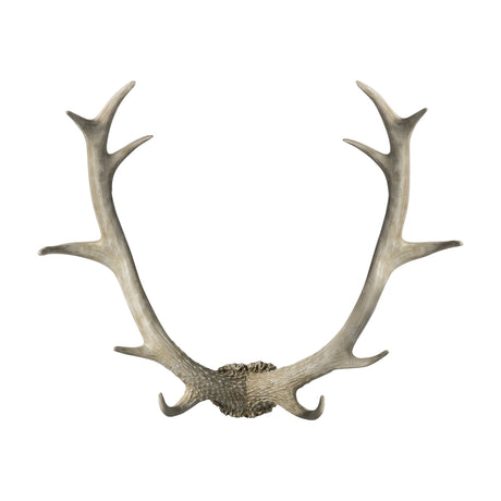 Gallery Direct Bjorvane Antler Wall Art in whitewashed polyresin, symmetrical red deer antler form with two lower hooks, shown on a plain white background.