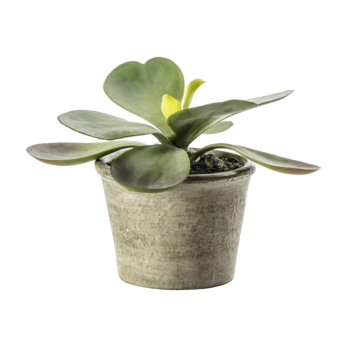 Artificial Kalanchoe Paddle Plant in Stone Pot – Green