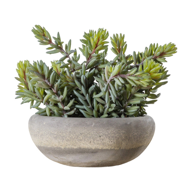 Artificial Sedum Plant in Cement Bowl Large – Green