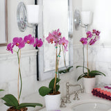 A bathroom vanity with two pink orchid plants in white pots sits gracefully. The marble countertop showcases a silver faucet and is complemented by a decorative mirror. Wall-mounted Shelly 1 Light fixtures in polished chrome, complete with fluted glass shades, cast a gentle glow. To the right, there's a neatly arranged stack of colorful towels.