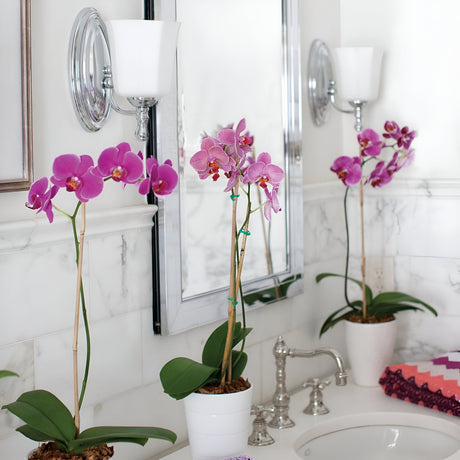 A bathroom vanity with two pink orchid plants in white pots sits gracefully. The marble countertop showcases a silver faucet and is complemented by a decorative mirror. Wall-mounted Shelly 1 Light fixtures in polished chrome, complete with fluted glass shades, cast a gentle glow. To the right, there's a neatly arranged stack of colorful towels.