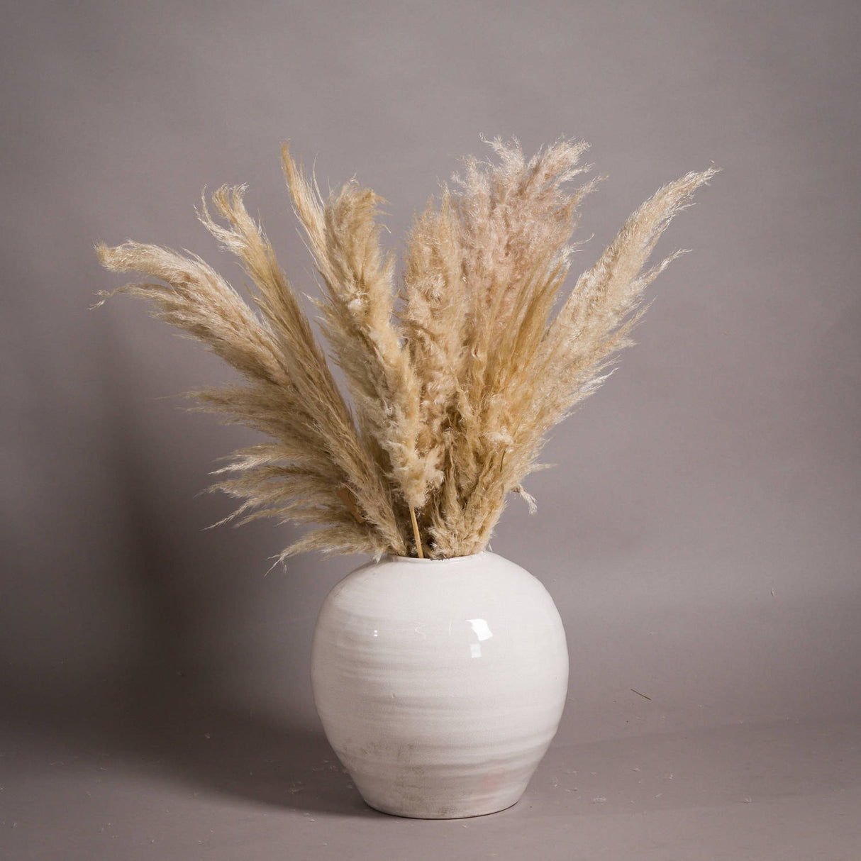 Hill Interiors Glazed Large Regola white ceramic vase with rounded body holding tall dried pampas grass stems against a plain grey background.