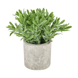 Trailing & Hanging Plants