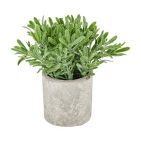Trailing & Hanging Plants