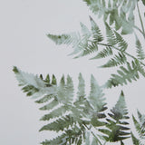 Close-up of Hill Interiors Bracken Fern Print showing soft green painterly fronds against a pale textured background.