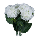 White Small Head Hydrangea
