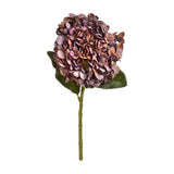 Autumn Coffee Hydrangea