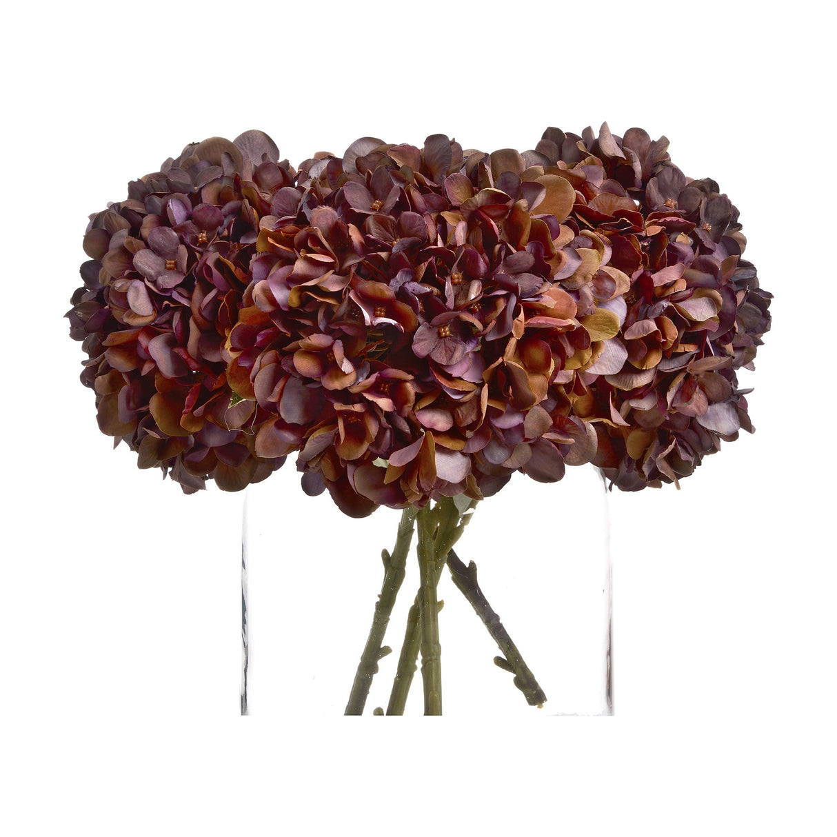 Autumn Coffee Hydrangea