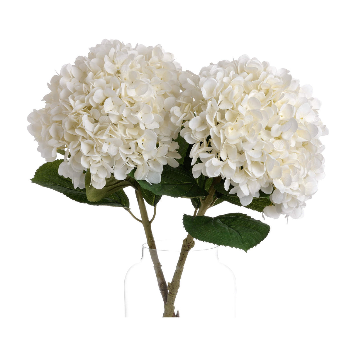 Oversized White Hydrangea