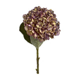 Autumn Burgundy Hydrangea