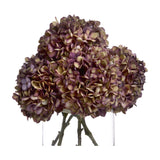 Autumn Burgundy Hydrangea