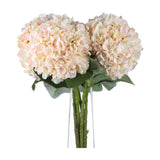 Autumn White Hydrangea