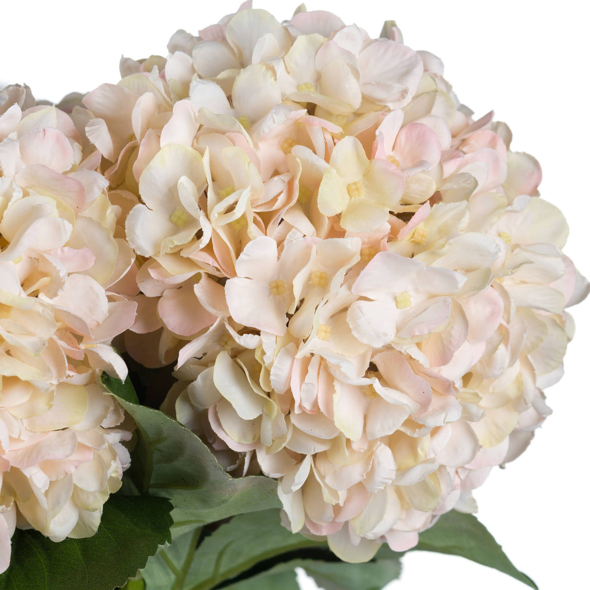 Autumn White Hydrangea