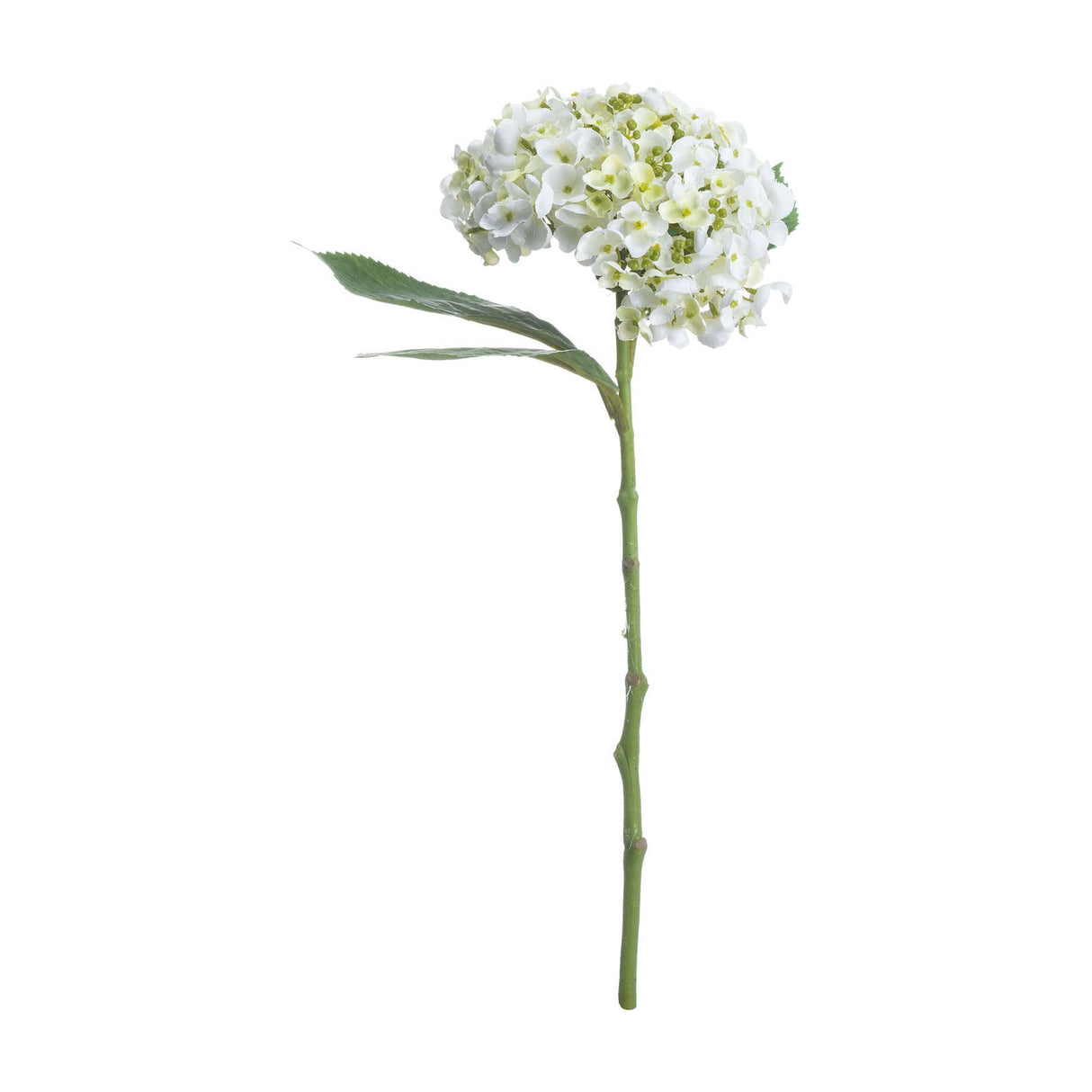 White Lace Cap Hydrangea