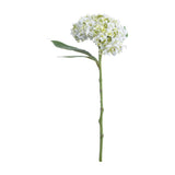 White Lace Cap Hydrangea