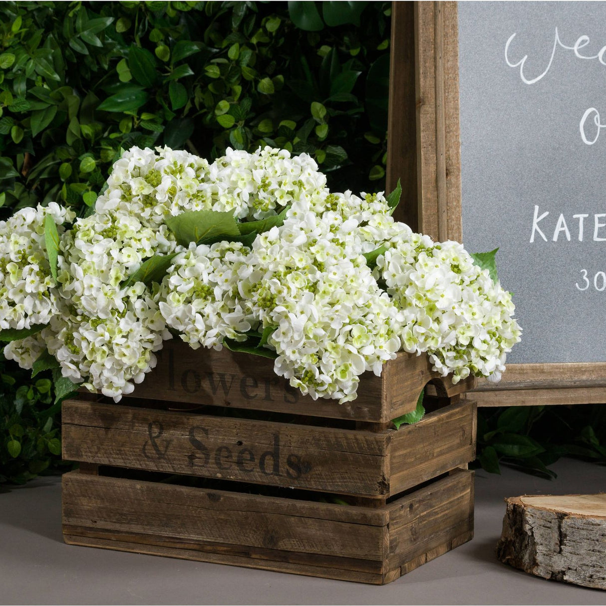 White Lace Cap Hydrangea