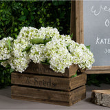 White Lace Cap Hydrangea