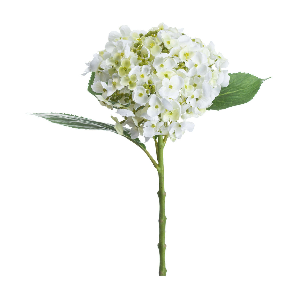 White Lace Cap Hydrangea
