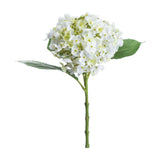 White Lace Cap Hydrangea