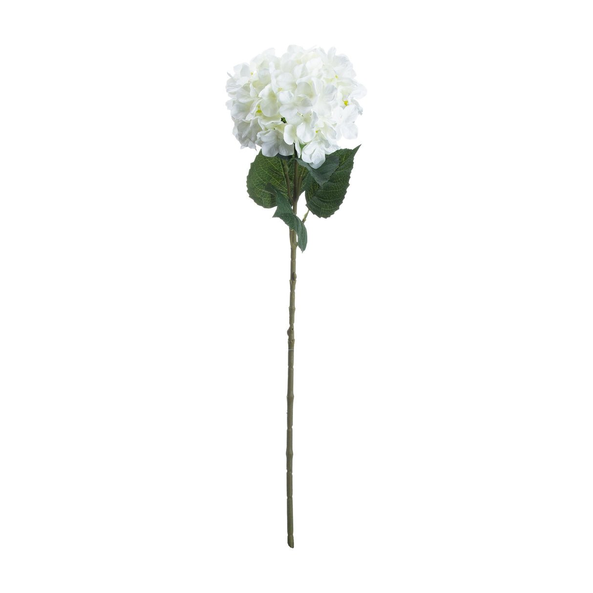 Single White Hydrangea