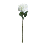Single White Hydrangea