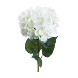 Single White Hydrangea