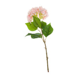 Single Pink Hydrangea