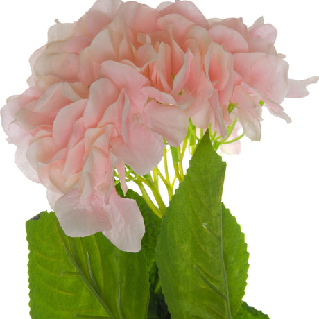 Single Pink Hydrangea