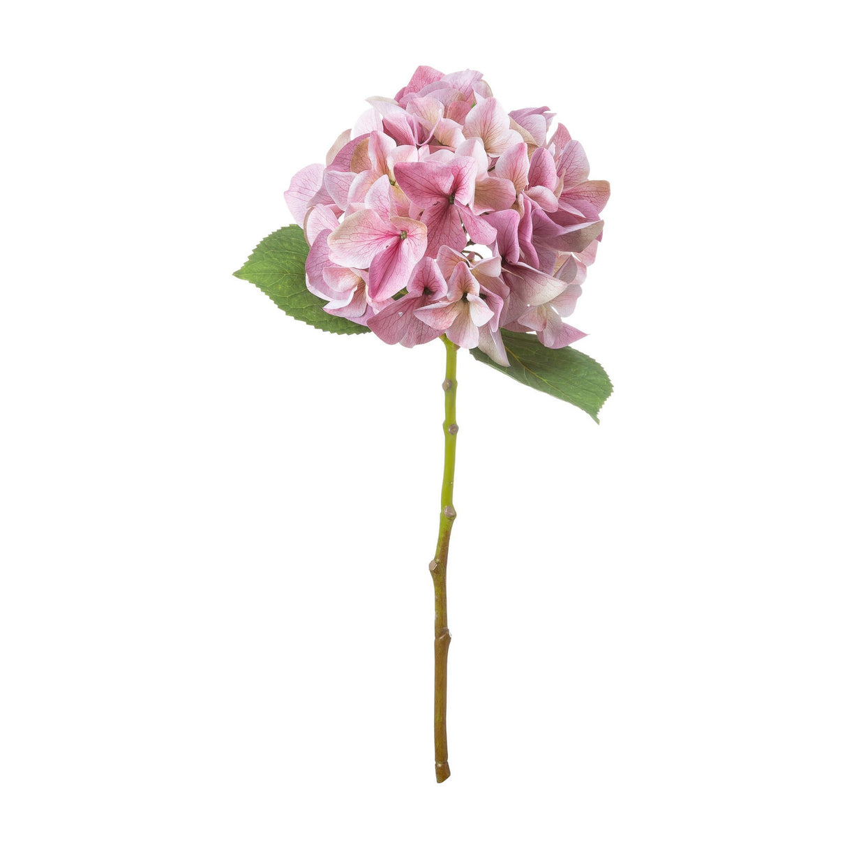 Shabby Pink Single Hydrangea
