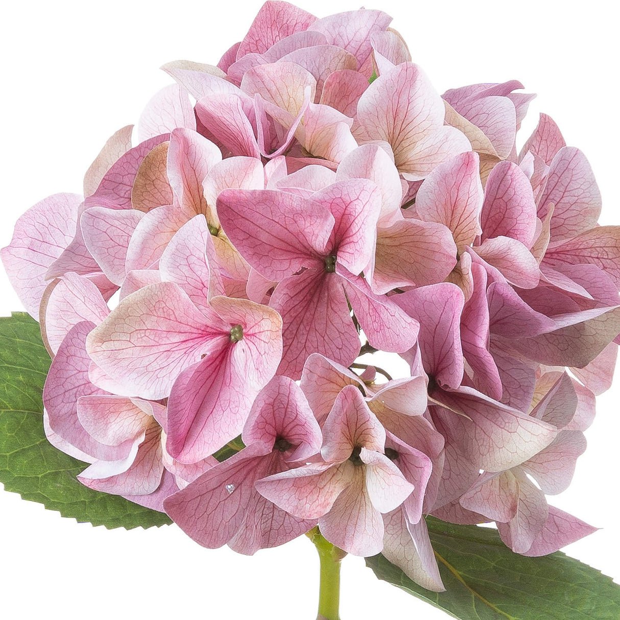 Shabby Pink Single Hydrangea