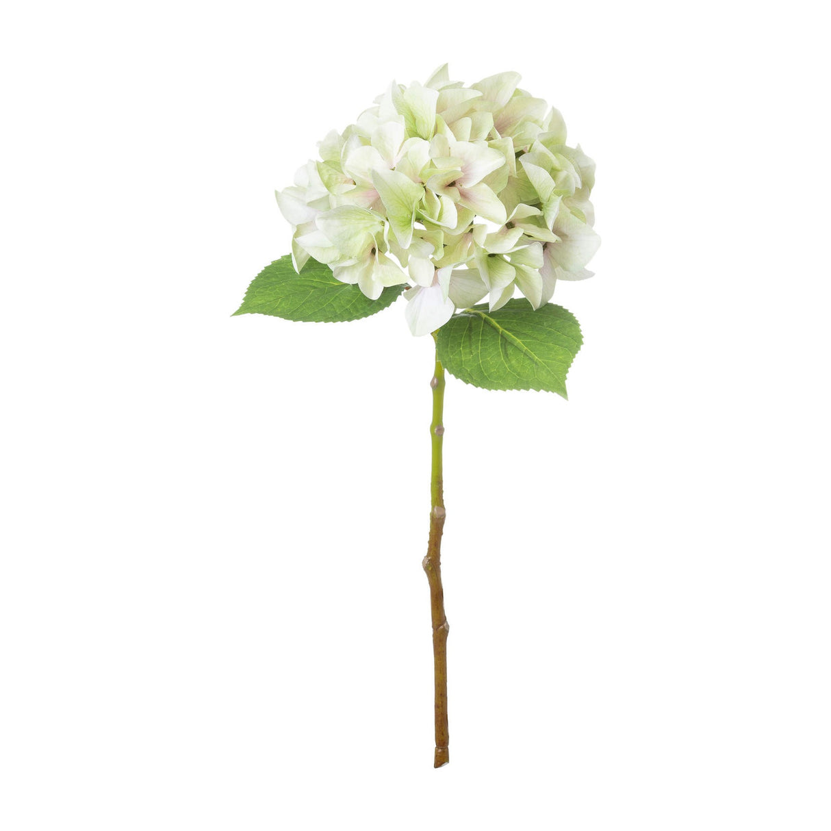 Shabby Green Single Hydrangea