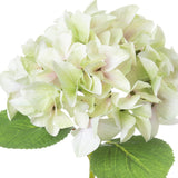 Shabby Green Single Hydrangea
