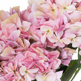 Close-up of Hill Interiors Shabby Pink Hydrangea Bouquet showing dense clusters of soft pink four-petalled florets with pale cream and green centres.