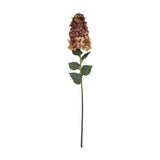 Burgundy Spear Hydrangea