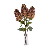 Burgundy Spear Hydrangea