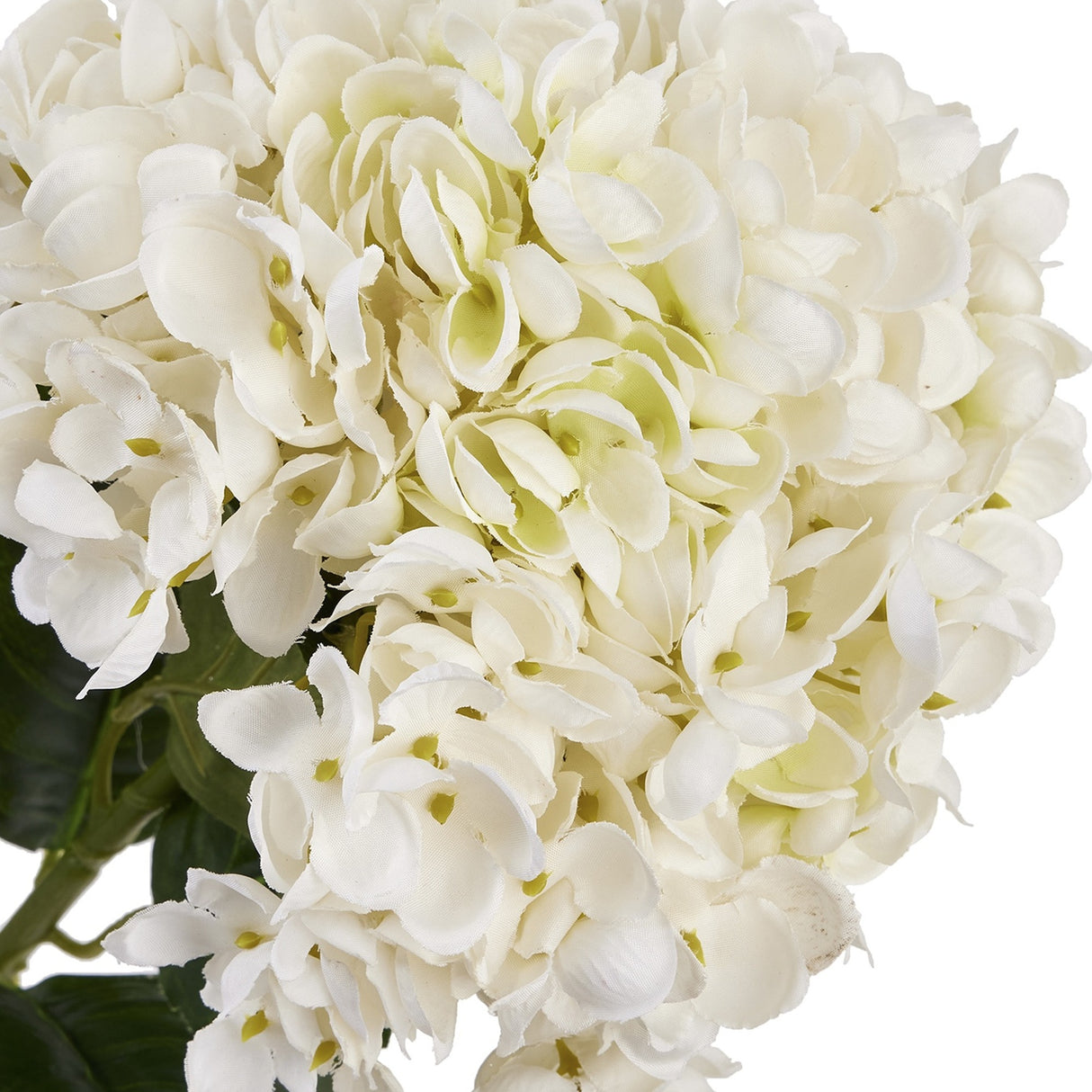 Close-up of the Hill Interiors White Hydrangea Stem showing the domed head of small four-petal florets with a faint green tint at the centres.