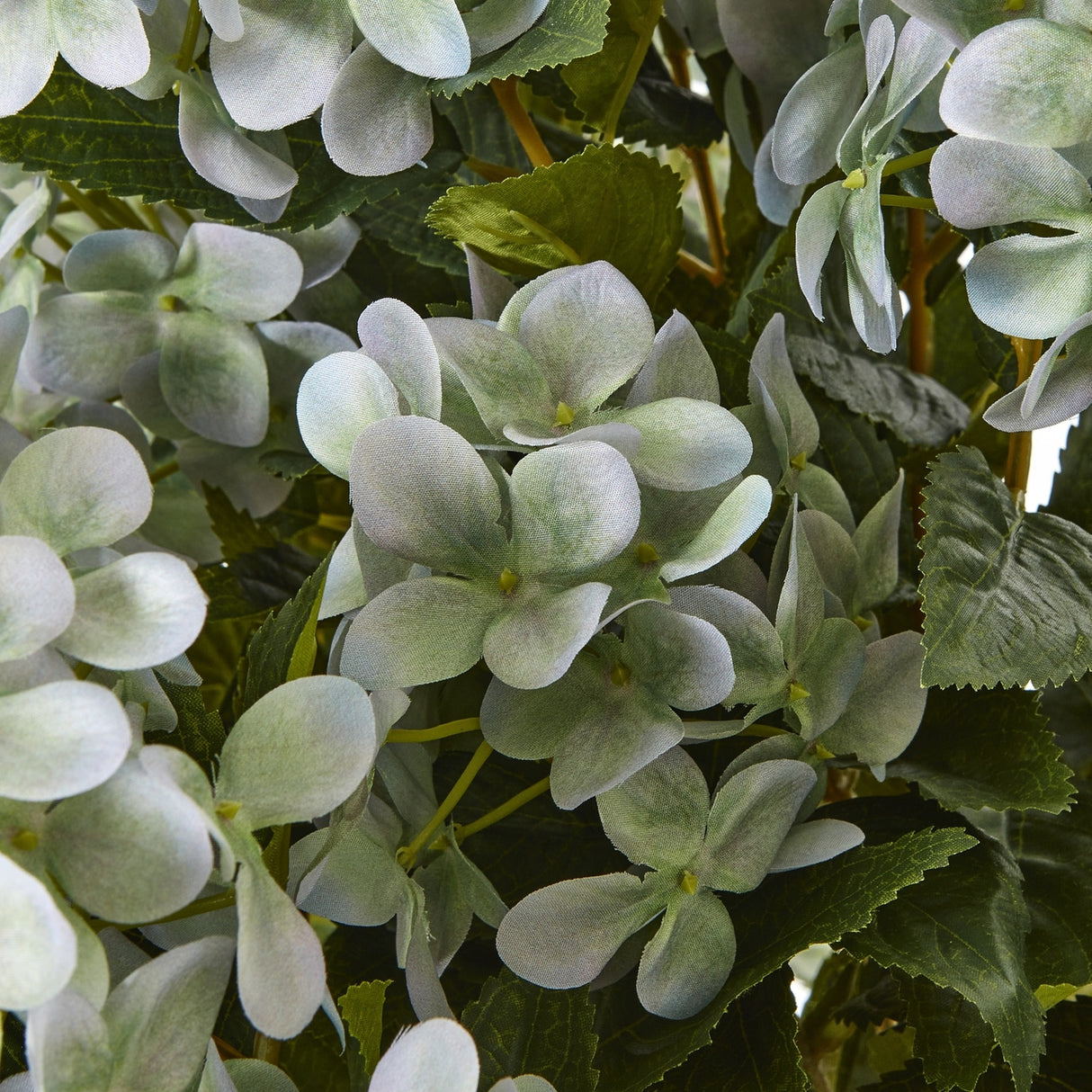 Close-up of Hill Interiors Large Green Hydrangea Plant showing soft green four-petal florets forming a mophead bloom against veined green foliage.