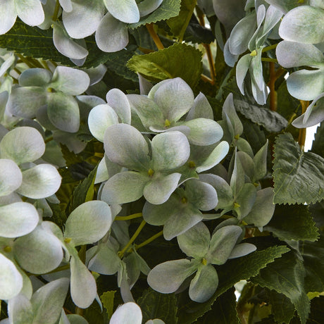 Close-up of Hill Interiors Large Green Hydrangea Plant showing soft green four-petal florets forming a mophead bloom against veined green foliage.
