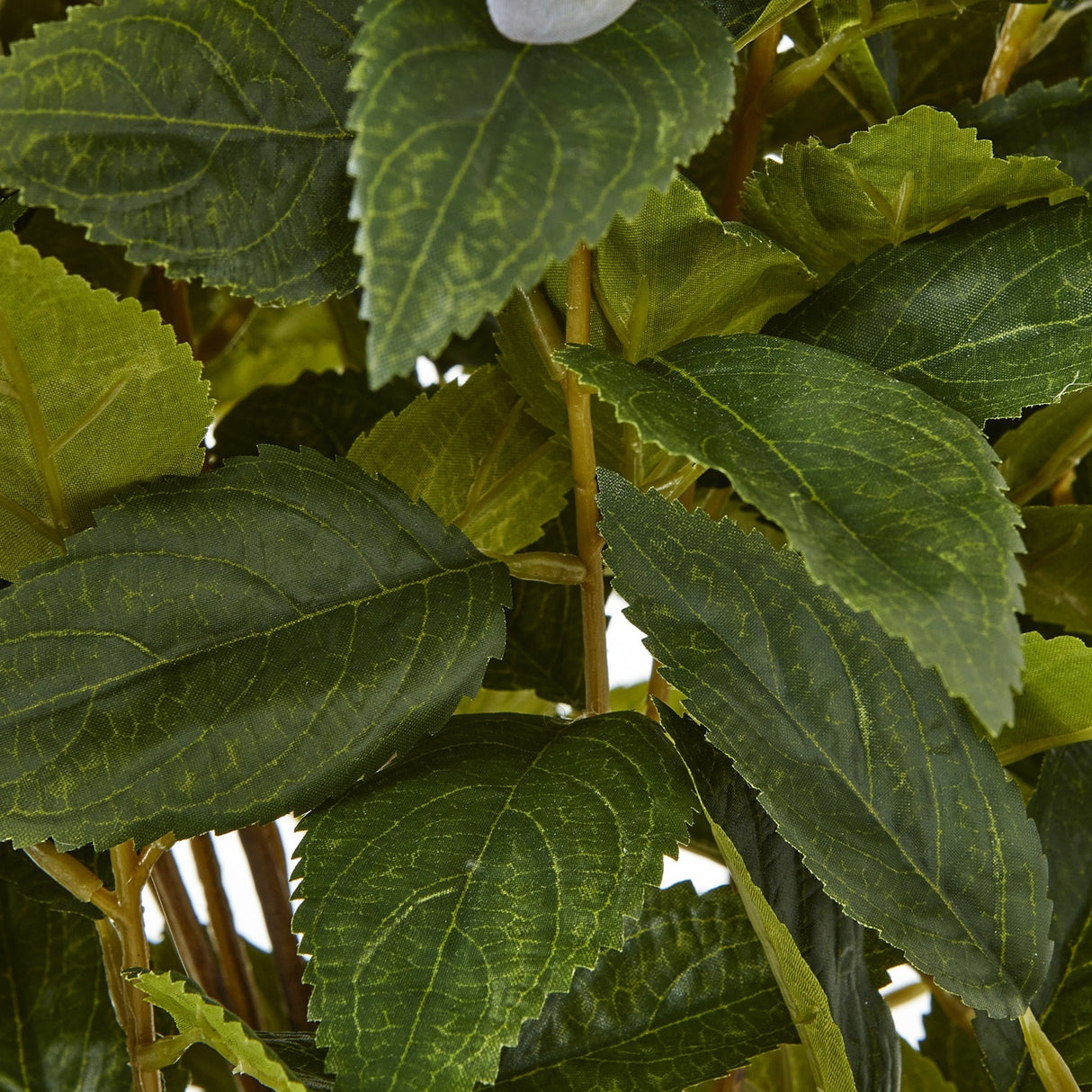 Close-up of Hill Interiors Large Green Hydrangea Plant showing layered serrated leaves with fine veining on slender stems in soft green tones.