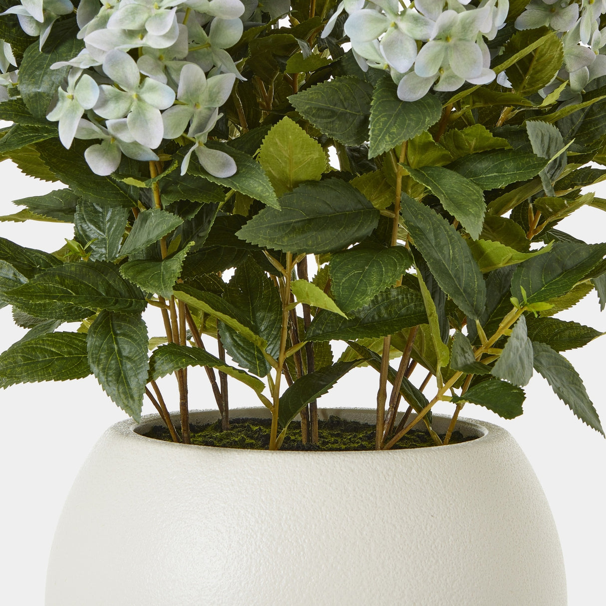 Close-up of the Hill Interiors Large Green Hydrangea Plant showing pale green mophead florets and veined leaves rising from a textured white pot.