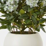 Close-up of the Hill Interiors Large Green Hydrangea Plant showing pale green mophead florets and veined leaves rising from a textured white pot.