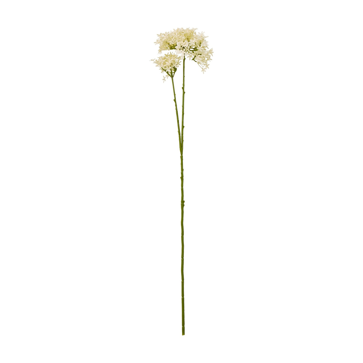 Cream Crown Hydrangea Stem