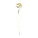 Cream Crown Hydrangea Stem